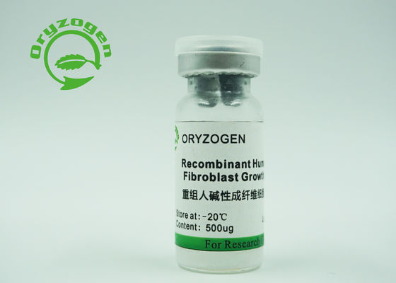 BFGF CASs 106096-93-9 drückte Recombinant menschliches rbFGF Wachstumsfaktor-Reis-Korn aus
