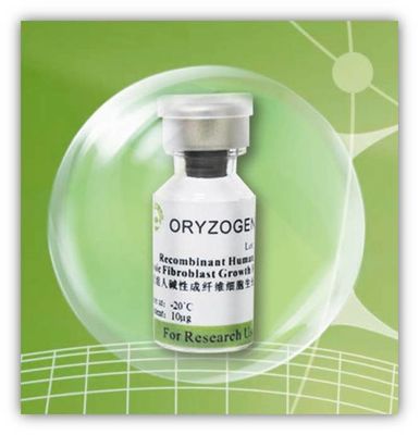 Recombinant Protein bFGF Faktor Oryza extrahiertes Sativa-20℃ Storaged