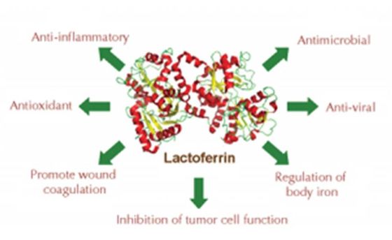 Größere als 95% Reinheits-Recombinant Laktoferrin Lyophiized des antibakteriellen Mittels mit anorganischem Salz