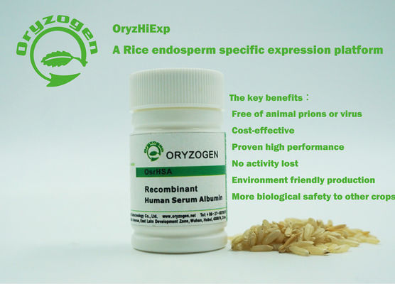 Recombinant Oryzogen HAT hat gutes Reihen-Übereinstimmungs-Serum-Albumin-Protein