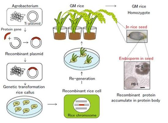 OryzHiExp-Ausdruck-Plattform für Recombinant Protein-Service GMP-Befolgung Anlage