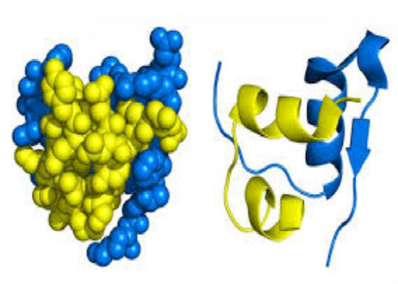 Protein-Service-Basis Biopharma Recombinant auf Reis-Zellausdruck-Plattform
