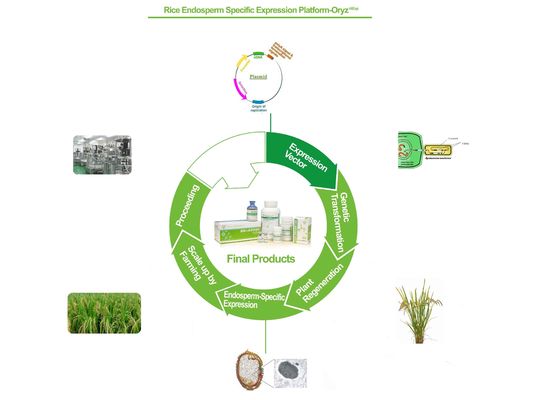 Protein-Service-Basis Biopharma Recombinant auf Reis-Zellausdruck-Plattform