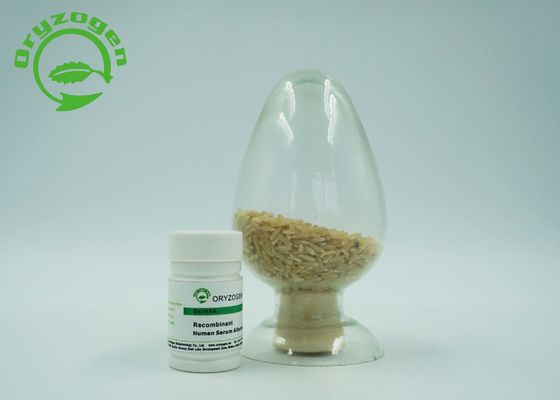 Oryza Sativarecombinant HAT gefriertrocknet, Protein des Humanalbumin-zu pulverisieren molekulares Massen66.554kd