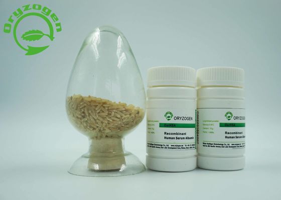 Reis-Endosperm-Besondere drückte Recombinant Humanalbumin-Protein HAT ohne irgendein Schadstoff-Risiko aus