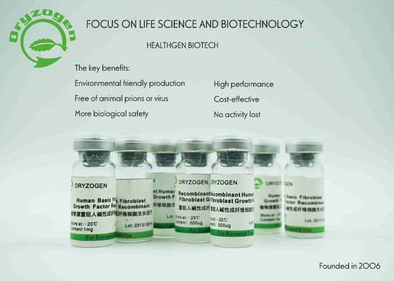 Anlage abgeleiteter bFGF 17KD Wachstumsfaktor grundlegend für Serum - freies Medium