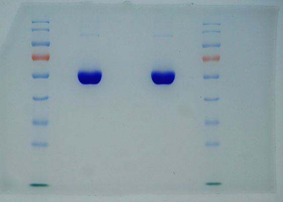 Recombinant 99% Reinheit HAT vom Reis die gleiche Reihenfolge abgeleitet, wie Plasma HAT