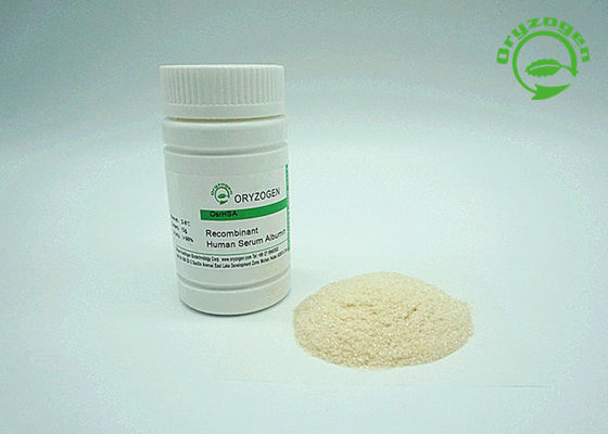 Menschliches Recombinant Serum-Albumin HAT das Weiß, zum des beige lyophilisierten Pulvers zu beleuchten