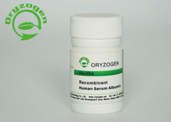 Anlage abgeleitetes Recombinant menschliches Serum-Albumin 70024-90-7 für kultiviertes Fleisch