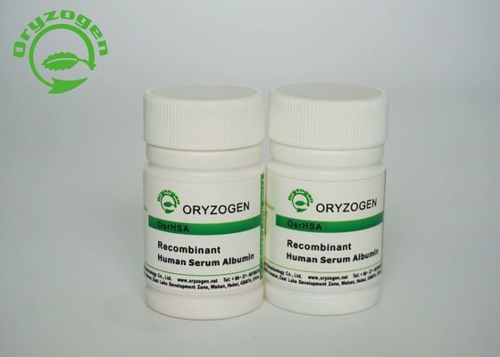 Oryzogen-Reis leitete Recombinant menschliches Serum-Albumin CAS 70024-90-7 ab