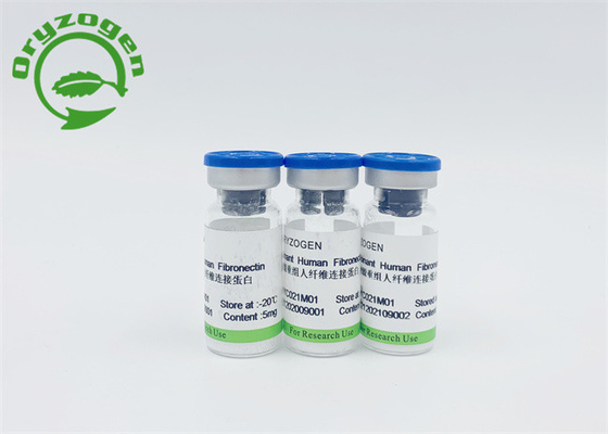 Reis-Korn Recombinant menschlicher Fibronectin für F-Nentdeckung