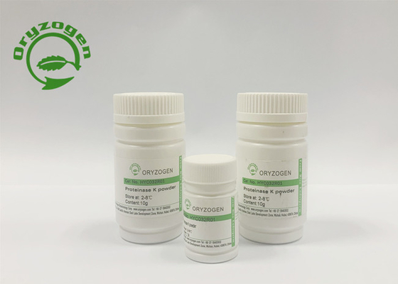 Recombinant Kinase K EC 3.4.21.14 lyophilisierte Pulver